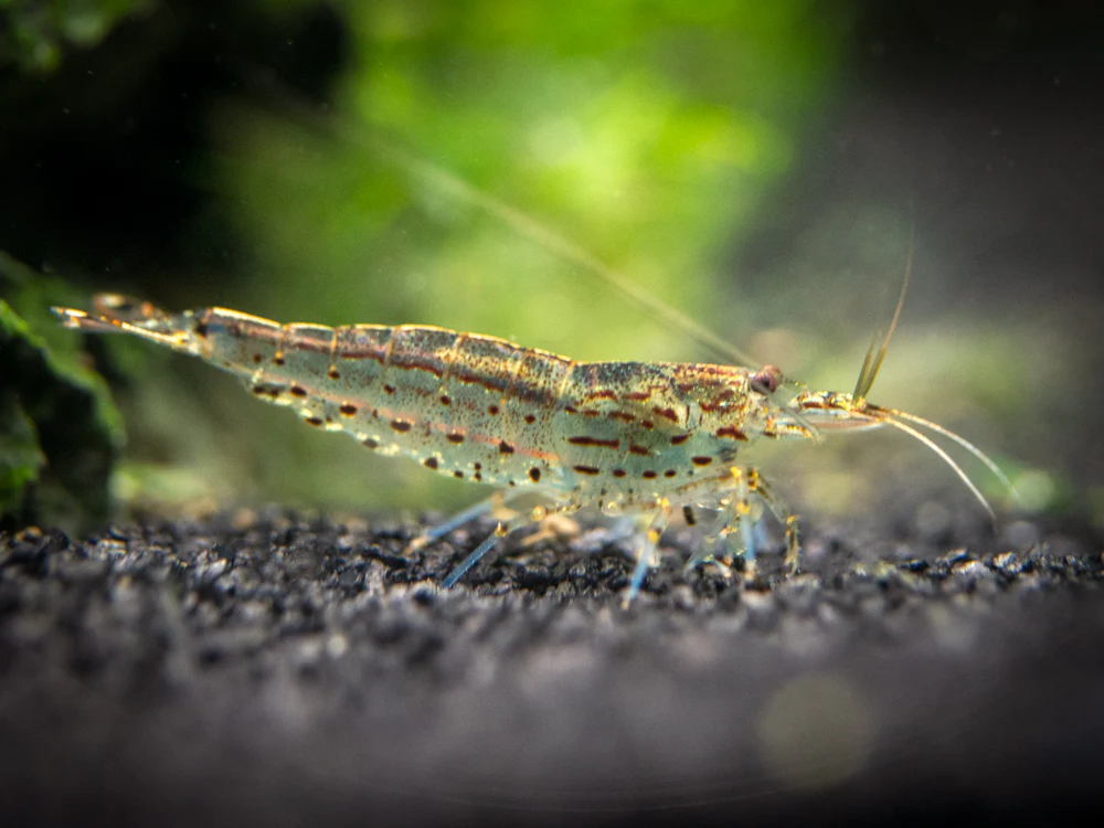 Breathtaking Life for Your Aquarium